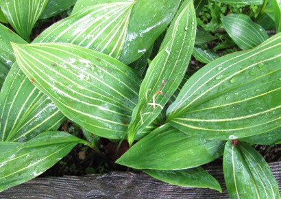 Convallaria majalis 'Hardwick Hall'